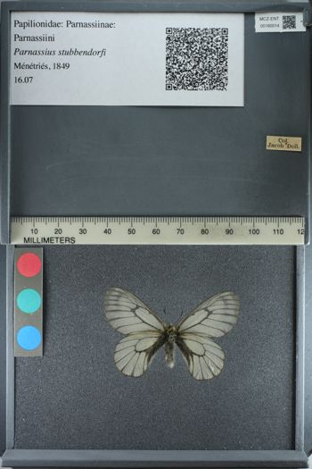 Media type: image;   Entomology 180014